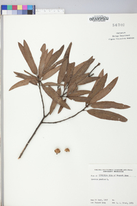 Quercus phellos image