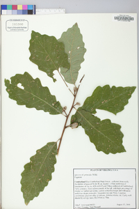 Quercus prinoides image