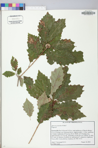 Quercus prinoides image