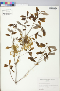 Quercus prinoides image