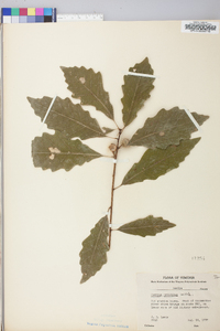 Quercus prinoides image