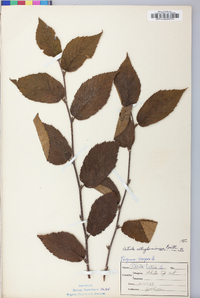 Betula alleghaniensis image