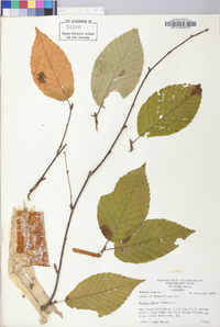 Betula alleghaniensis image