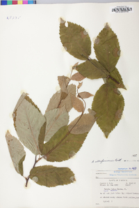 Betula alleghaniensis image