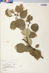 Betula papyrifera image