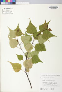 Betula populifolia image