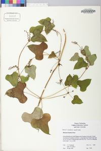 Dioscorea oppositifolia image