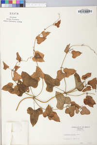 Dioscorea oppositifolia image