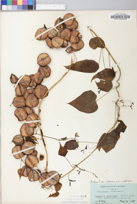 Dioscorea villosa var. villosa image