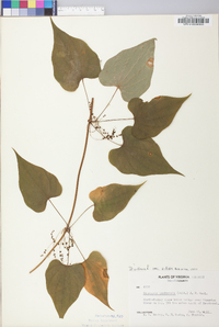 Dioscorea villosa var. villosa image