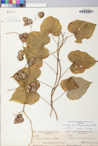 Dioscorea villosa var. hirticaulis image
