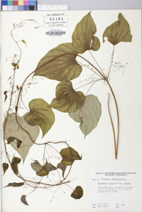 Dioscorea villosa var. villosa image