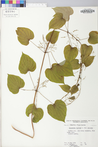 Dioscorea villosa var. villosa image