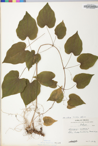 Dioscorea villosa var. villosa image