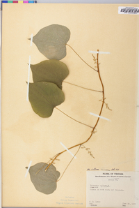 Dioscorea villosa var. villosa image