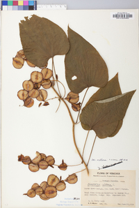 Dioscorea villosa var. villosa image