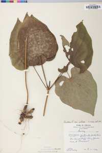 Dioscorea villosa var. villosa image