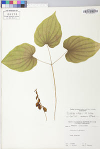 Dioscorea villosa var. villosa image