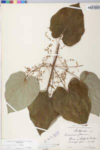 Dioscorea villosa var. villosa image