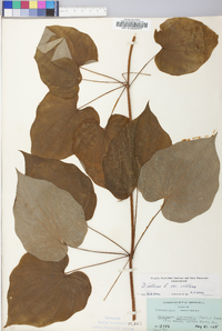 Dioscorea villosa var. villosa image