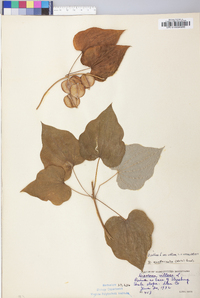 Dioscorea villosa var. villosa image