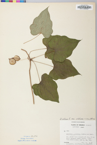 Dioscorea villosa var. villosa image