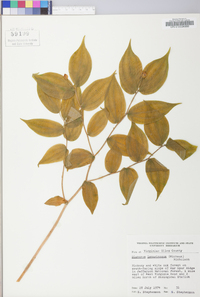 Disporum lanuginosum image