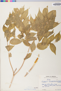 Disporum lanuginosum image