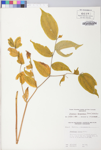 Disporum lanuginosum image