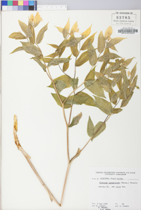 Disporum lanuginosum image