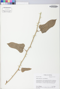 Smilax bona-nox image