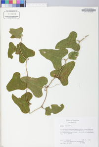 Smilax bona-nox image