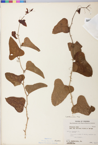 Smilax bona-nox image