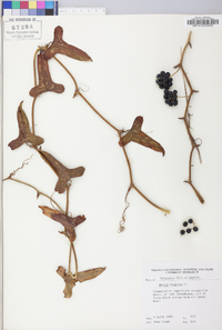 Smilax bona-nox image