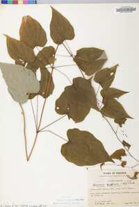 Dioscorea villosa var. villosa image