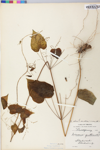 Dioscorea villosa var. villosa image