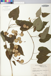 Dioscorea villosa var. villosa image