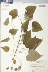 Dioscorea villosa var. villosa image