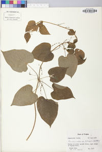 Dioscorea villosa var. villosa image