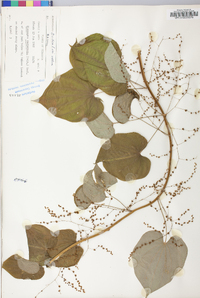 Dioscorea villosa var. villosa image