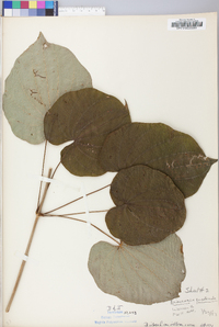 Dioscorea villosa var. villosa image