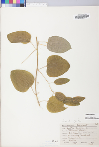 Smilax herbacea image