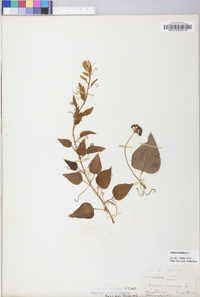 Smilax herbacea image