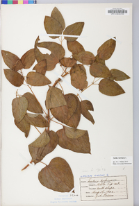 Smilax herbacea image