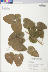 Smilax herbacea image