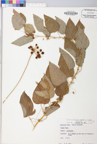 Smilax herbacea image