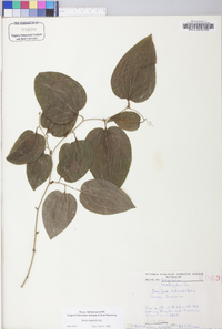 Smilax tamnoides image