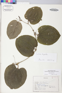 Smilax tamnoides image