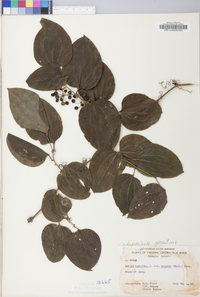 Smilax tamnoides image