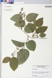 Smilax tamnoides image